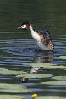 Grebe Prints: Picture No. 10893956