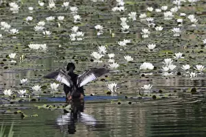 Lilies Prints: Picture No. 10893957