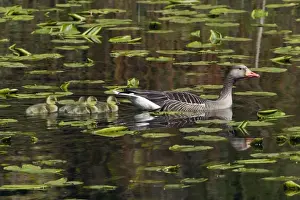 Greylag Prints: Picture No. 10893961