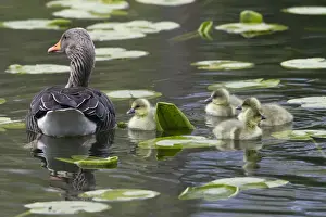 Greylag Prints: Picture No. 10893963