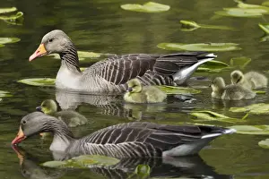 Greylag Prints: Picture No. 10893964