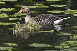 Greylag Prints: Picture No. 10893965