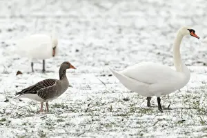 Greylag Prints: Picture No. 10893966
