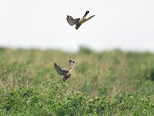 Images Dated 6th May 2012: Picture No. 10893984