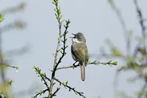 Whitethroat Prints: Picture No. 10893996
