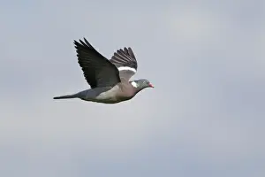 Picture No. 10894016