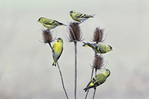 Teasel Collection: Picture No. 10894051