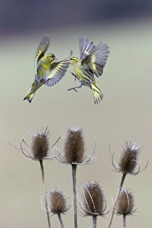 Teasel Collection: Picture No. 10894053