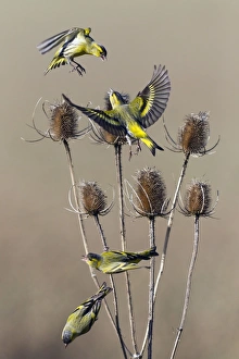 Teasel Collection: Picture No. 10894054