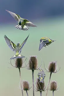 Images Dated 2012: March Collection