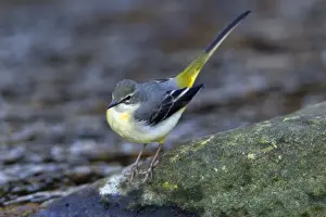 Wagtail Prints: Picture No. 10894079