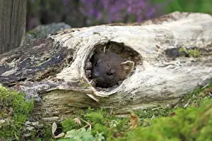 Marten Prints: Picture No. 10894095