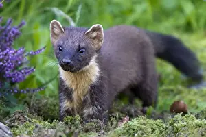 Marten Prints: Picture No. 10894100