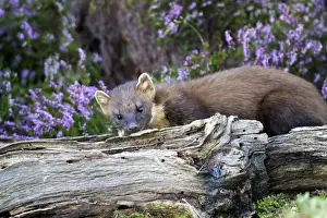 Marten Prints: Picture No. 10894101