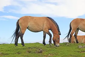 Przewalski Prints: Picture No. 10894171