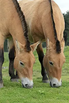 Przewalski Prints: Picture No. 10894173