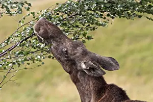 Alces Prints: Picture No. 10894178