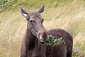 Alces Prints: Picture No. 10894179