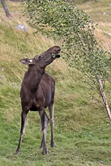 Alces Prints: Picture No. 10894180