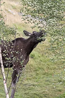 Alces Prints: Picture No. 10894181