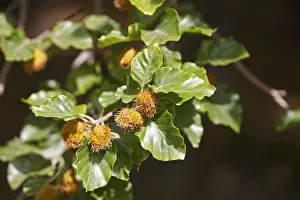 Fagus Prints: Picture No. 10894182