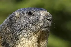 Marmota Prints: Picture No. 10894203