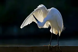 Egretta Prints: Picture No. 10894205