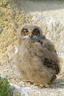 Bubo Prints: Picture No. 10894259