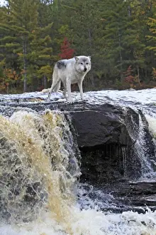 Timber Prints: Picture No. 10894292
