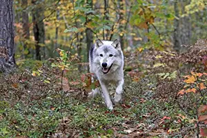 Timber Prints: Picture No. 10894296