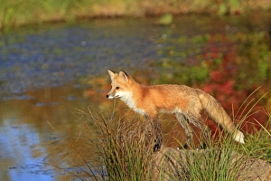Images Dated 29th September 2010: Picture No. 10894345