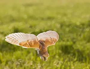Tyto Prints: Picture No. 10894365