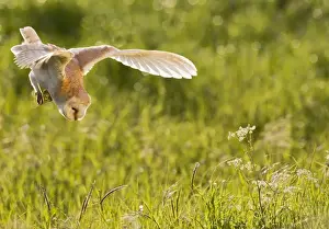 Tyto Prints: Picture No. 10894366