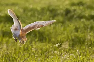 Tyto Prints: Picture No. 10894367