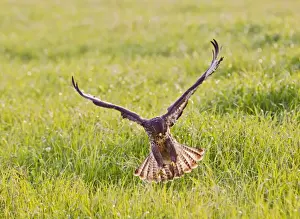 Buzzard Prints: Picture No. 10894368