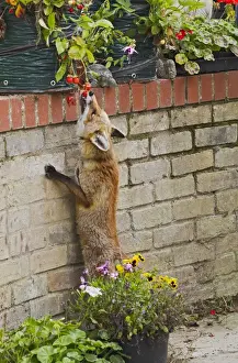 Vulpes Prints: Picture No. 10894375
