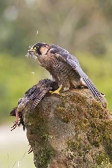 Images Dated 14th April 2012: Picture No. 10894383