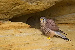 Falco Prints: Picture No. 10894393