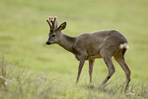 Capreolus Collection: Picture No. 10894400