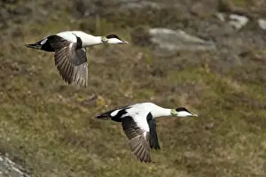 Eider Prints: Picture No. 10894415
