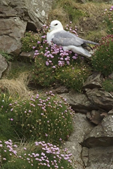 Fulmar Collection: Picture No. 10894417