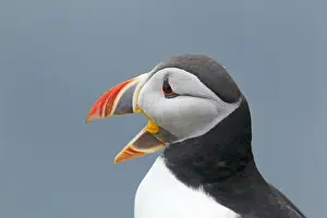 Picture No. 10894434