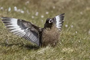Skua Prints: Picture No. 10894436