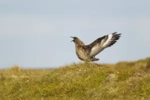 Skua Prints: Picture No. 10894437