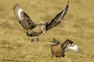Landing Prints: Picture No. 10894438