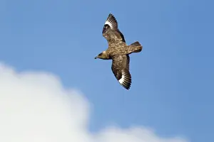 Skua Prints: Picture No. 10894439