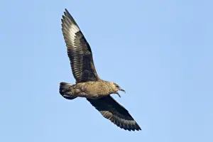 Skua Prints: Picture No. 10894440