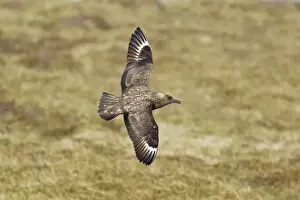 Skua Prints: Picture No. 10894441