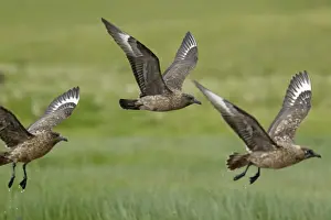 Skua Prints: Picture No. 10894442