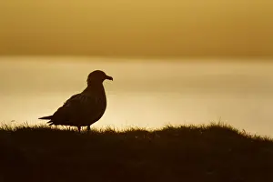 Skua Prints: Picture No. 10894447